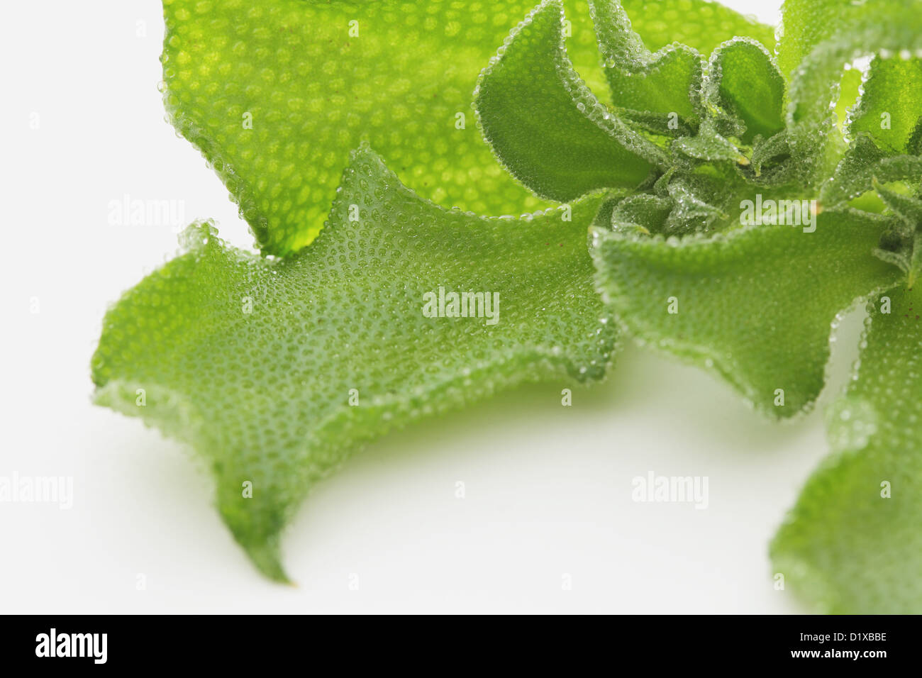 Edible Ice Plant Stock Photos & Edible Ice Plant Stock Images Alamy
