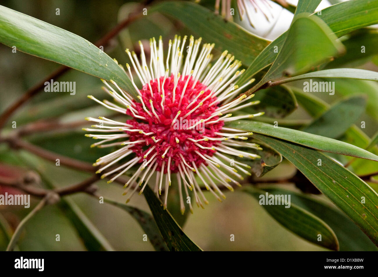 Flower of Hakea laurina - pincushion hakea - a unique and attractive Australian native plant Stock Photo