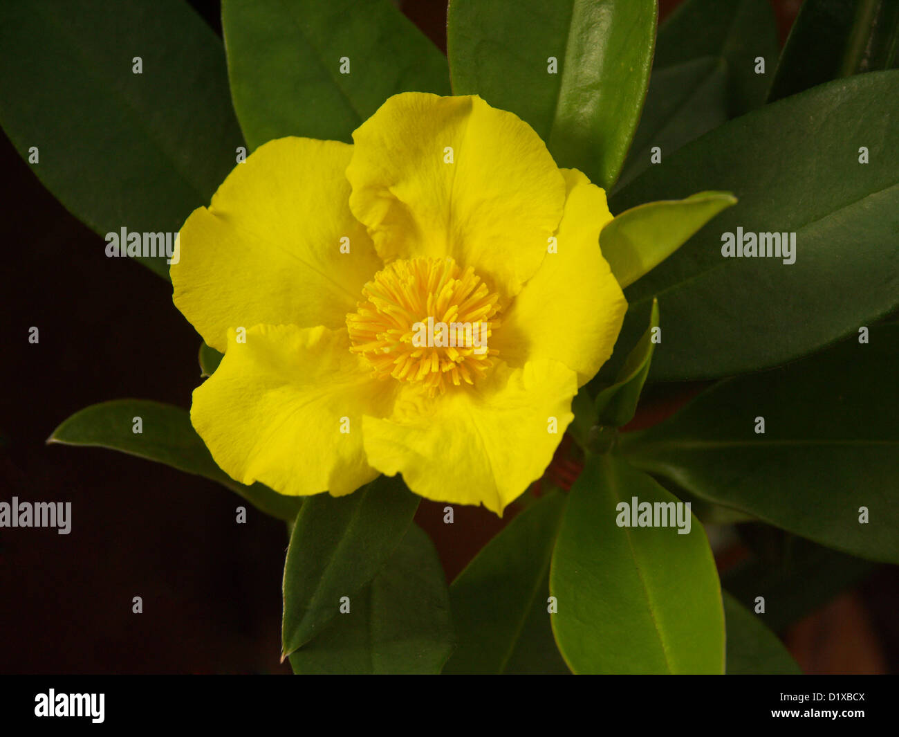 Bright yellow flower and leaves of Hibbertia scandens Australian wildflower snake vine on
