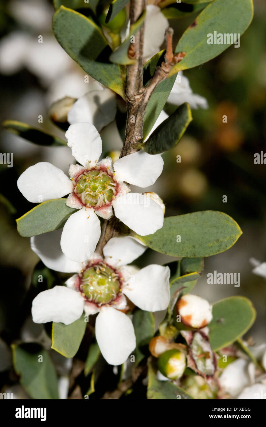 White flowers and foliage of Leptospermum laevigatum - Australian native tea tree growing on coastal dunes in NSW Australia Stock Photo