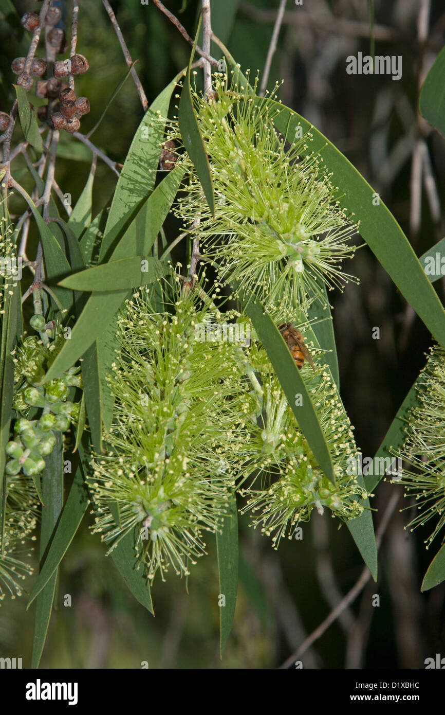 Bright green flowers and leaves of Melaleuca viridiflora  - paperbark tree - an Australian native plant Stock Photo