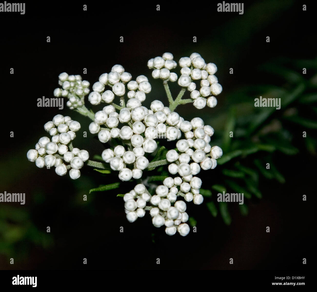 Cluster of white flowers of Ozothamnus diosmifolius - riceflowers - and foliage of Australian native plant on dark background Stock Photo
