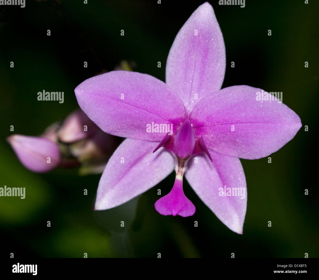 Beautiful pink / mauve flower of Spathoglottis plicata, Australian ground orchid, with raindrops on petals on dark background Stock Photo