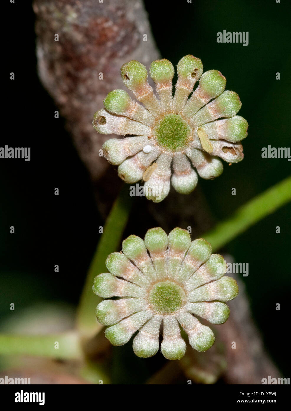 Wheel shaped flower buds of Stenocarpus sinuatus - Queensland firewheel tree, an Australian native plant Stock Photo