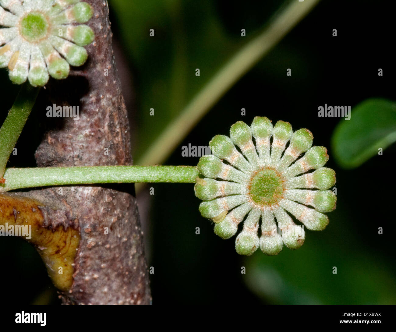 Wheel shaped flower buds of Stenocarpus sinuatus - Queensland firewheel tree, and Australian native plant Stock Photo