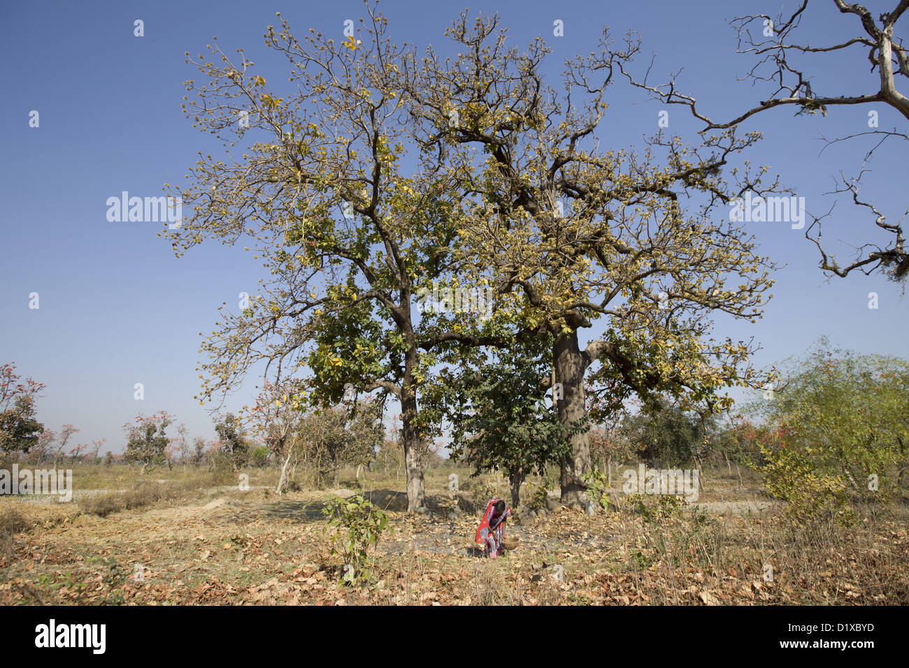 Mahua tree :  Madhuca longifolia,  Gadchiroli, Maharashtra, India. Stock Photo