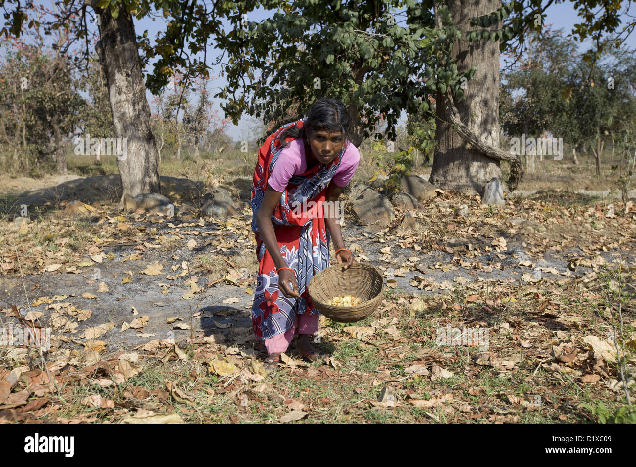 Tribal woman picking mahua flowers :  Madhuca longifolia Stock Photo