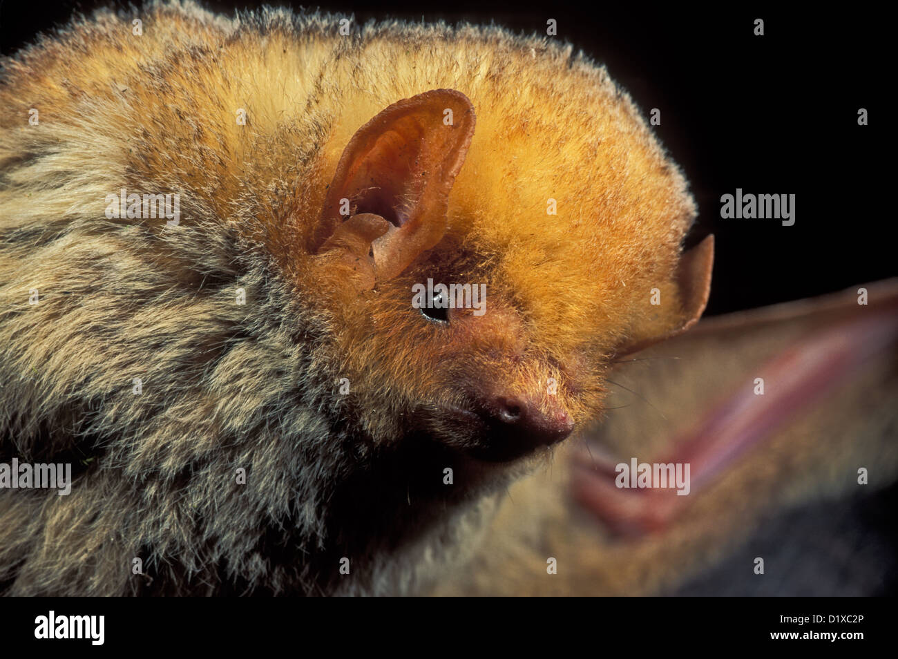 Western Red Bat Lasiurus blossevillii Chiricahua Mountains, Arizona, United States May Adult Male Vespertilionidae Stock Photo
