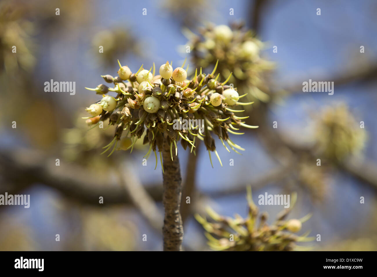 Mahua tree and flowers :  Madhuca longifolia,  Gadchiroli, Maharashtra, India. Stock Photo