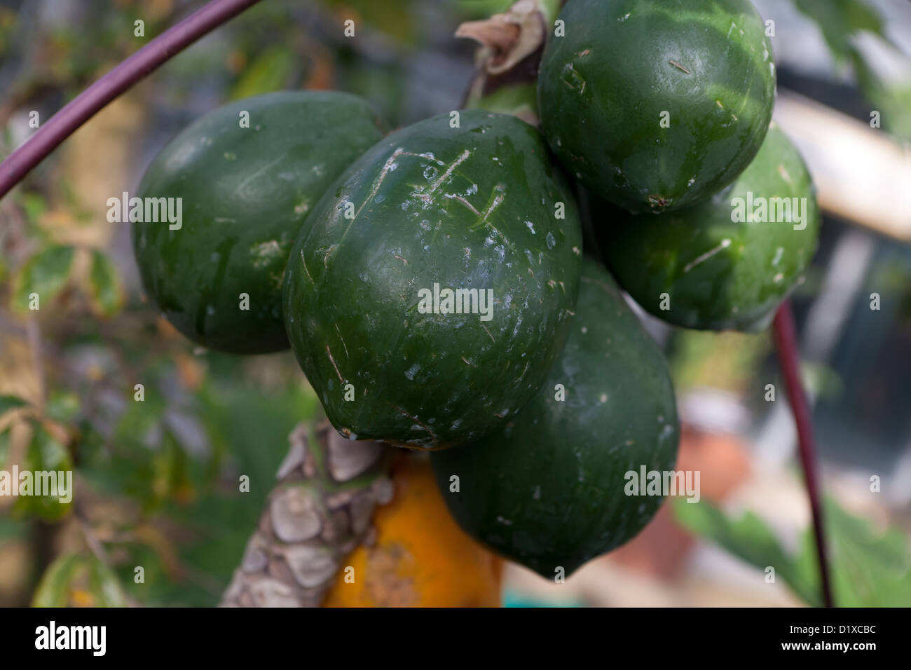 Unripe papaya fruits on tree Stock Photo