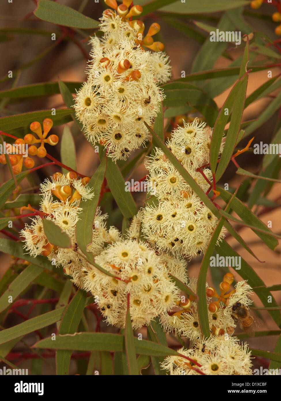 Cluster of cream coloured flowers of Mallee eucalyptus species Stock Photo