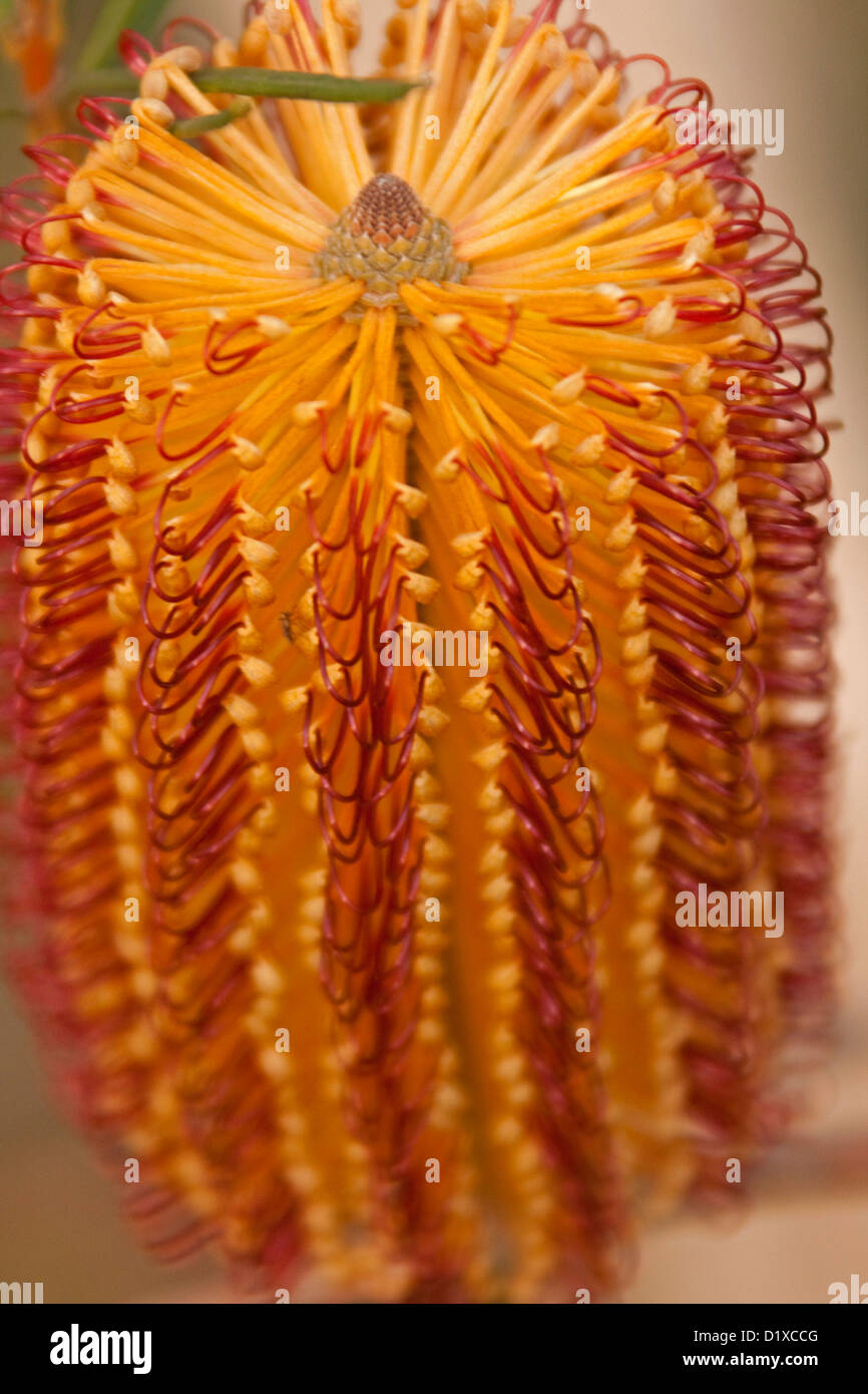 Close up of orange flower of Banksia spinulosa, an Australian native plant, in forest near Wombeyan caves, NSW Australia Stock Photo