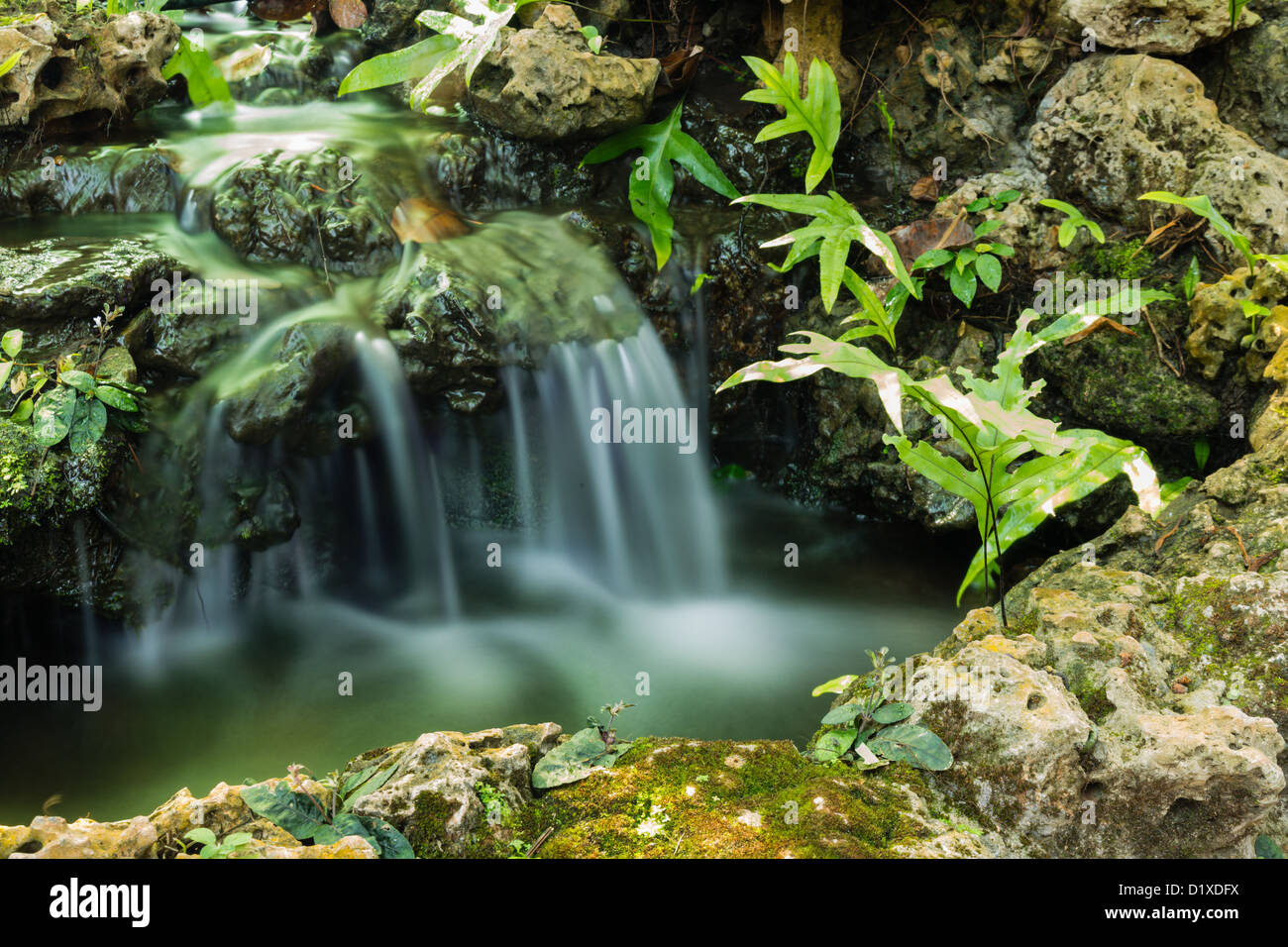 Beautiful river waterfall plant in hi-res stock photography and images ...