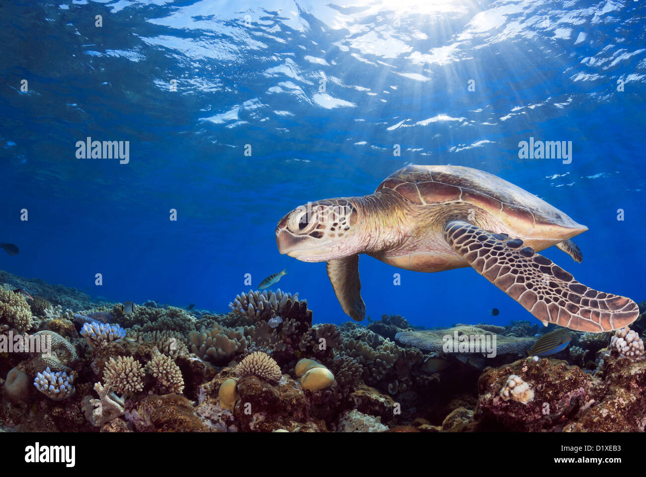 Green Sea Turtle Chelonia mydas swimming over a Coral Reef, Coral Sea, Great Barrier Reef, Pacific Ocean, Queensland Australia Stock Photo