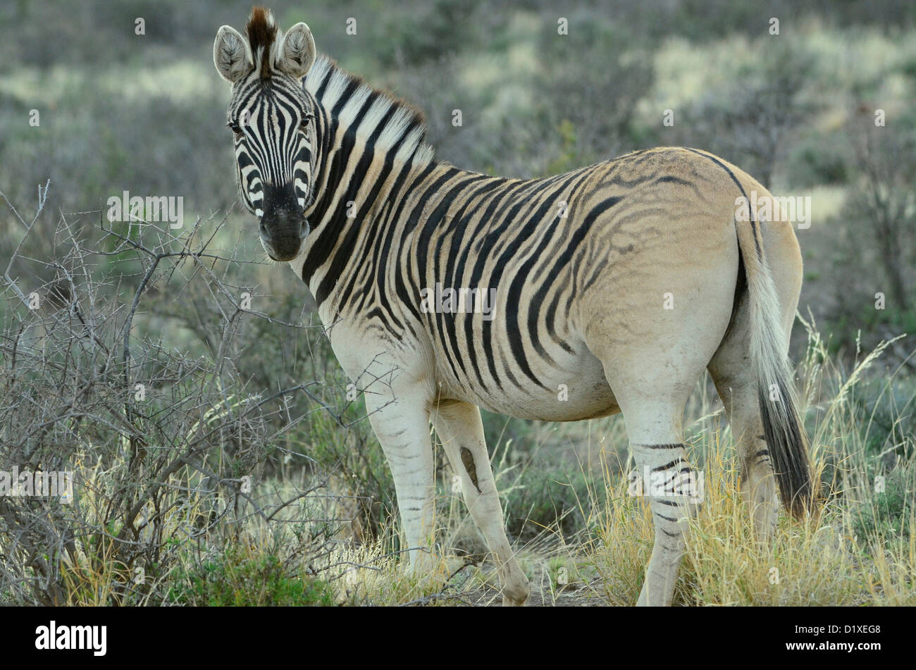 Equus quagga burchellii bred for reduced stripes on rear and browner colour in an effort to bring back the extinct Cape Quagga Stock Photo