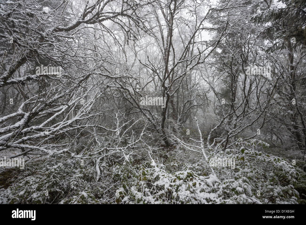The picture of a winter forest in Huanglong National Park (China) Stock Photo