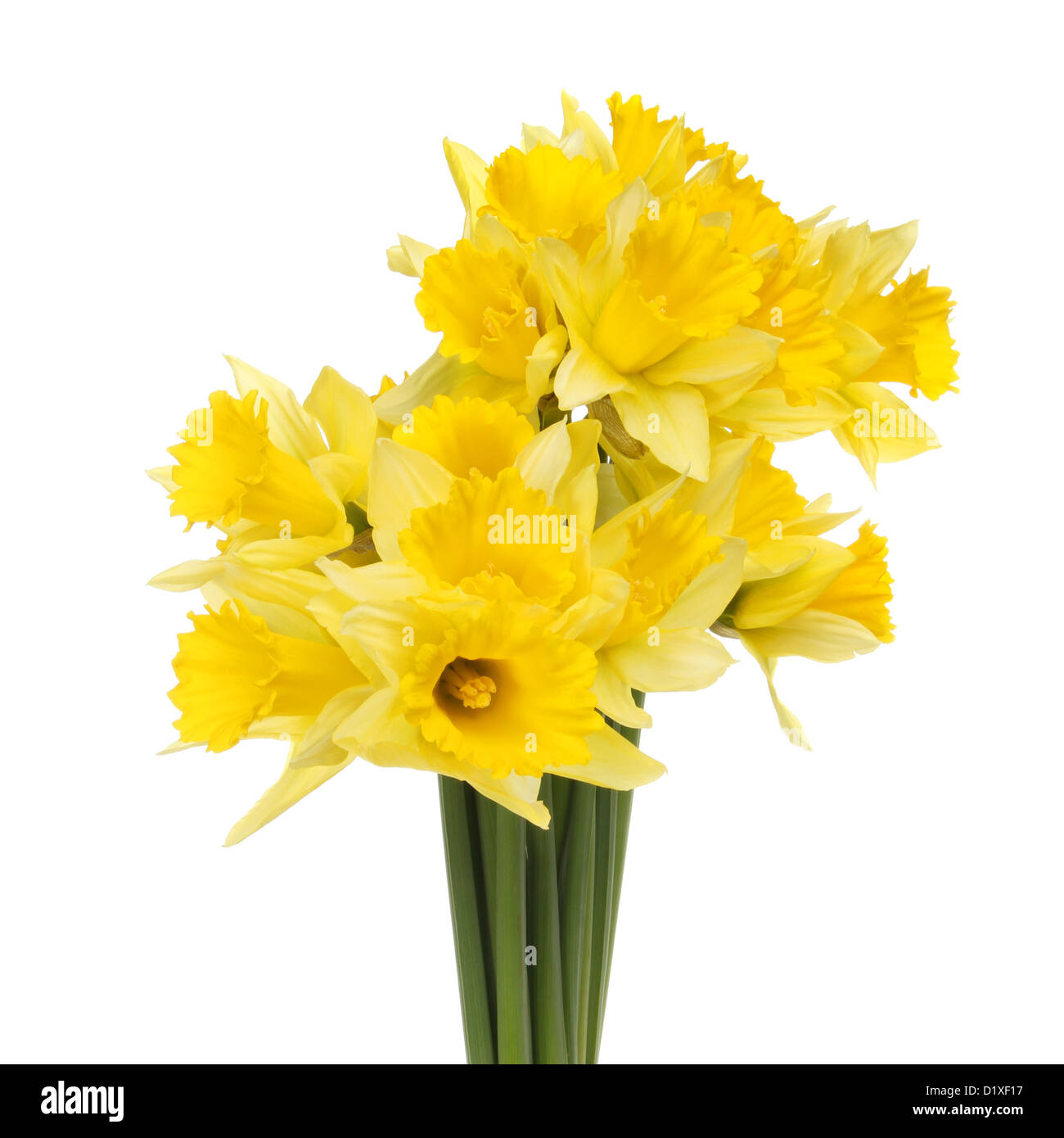 Bunch of golden yellow daffodil flowers isolated against white Stock Photo
