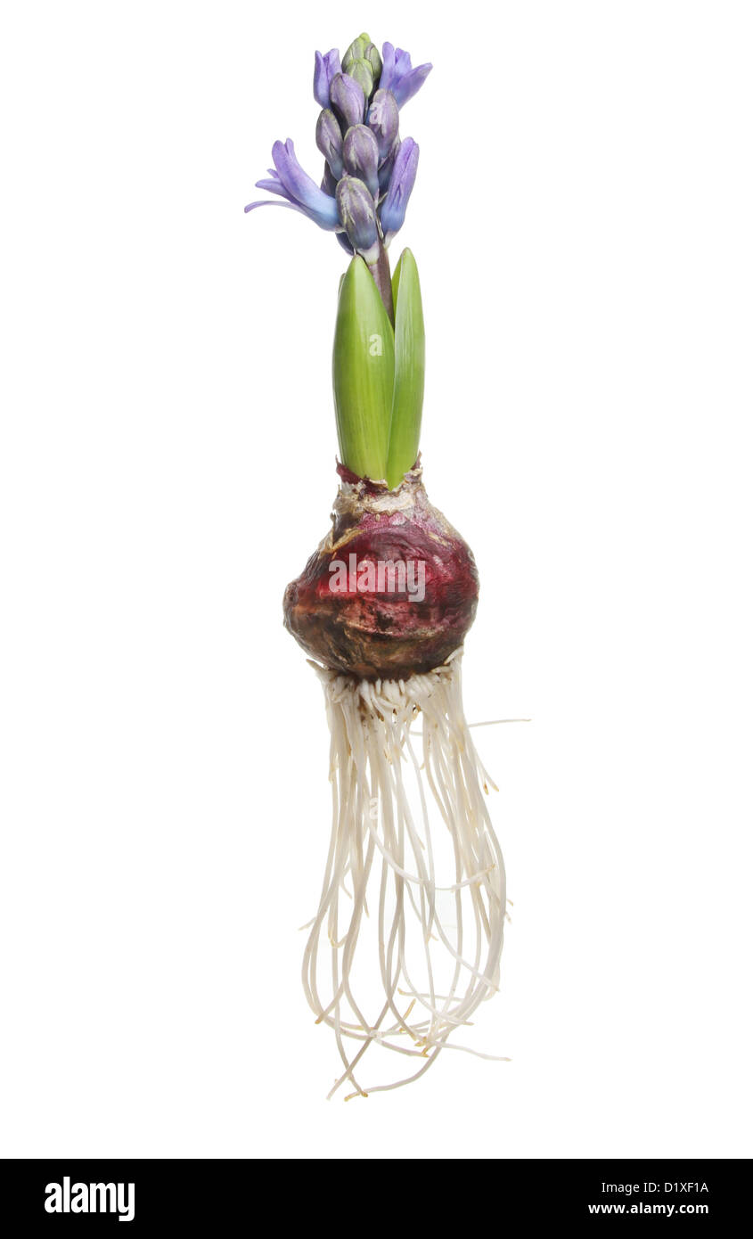 Hyacinth flower bulb, shoot, flower buds and roots isolated against