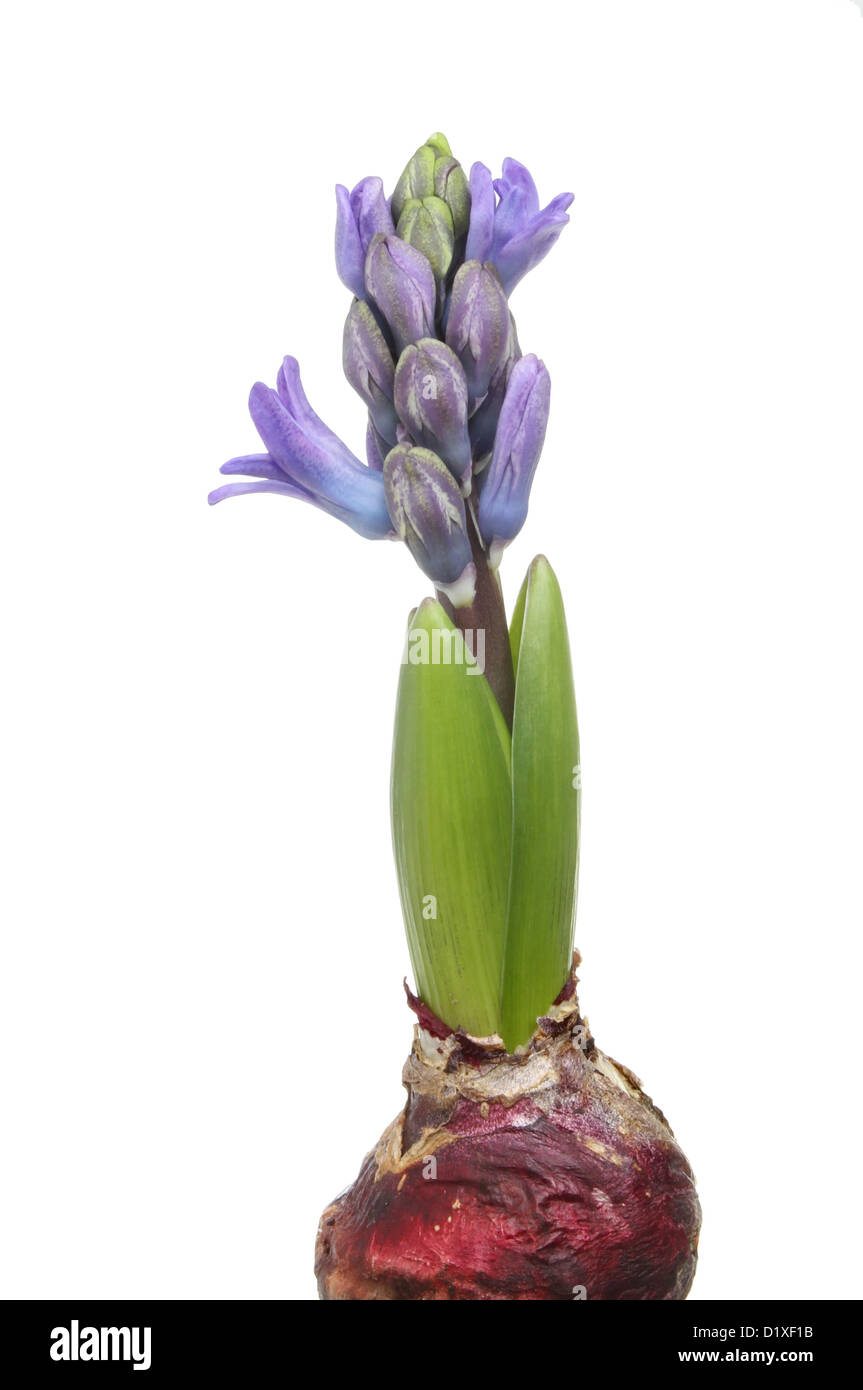 Hyacinth bulb shoot and flower buds isolated against white Stock Photo