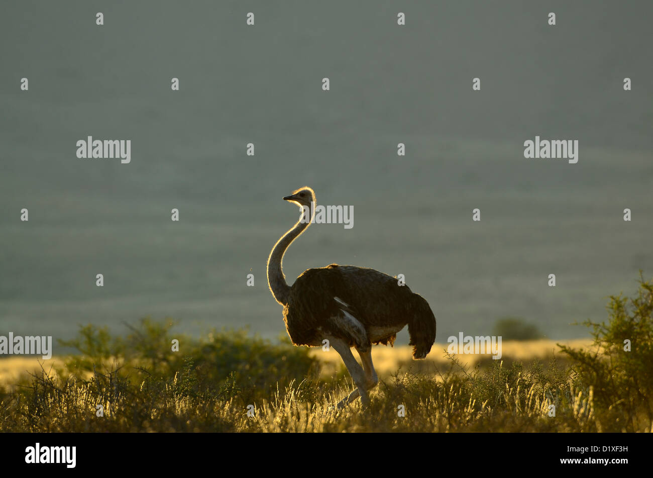 Male ostrich walking against backlighting in Karoo National Park, South Africa Stock Photo