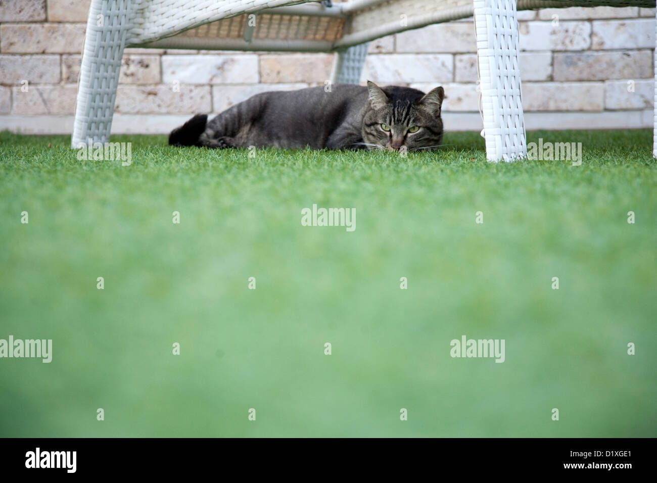 Cat rests on artificial grass hires stock photography and images Alamy