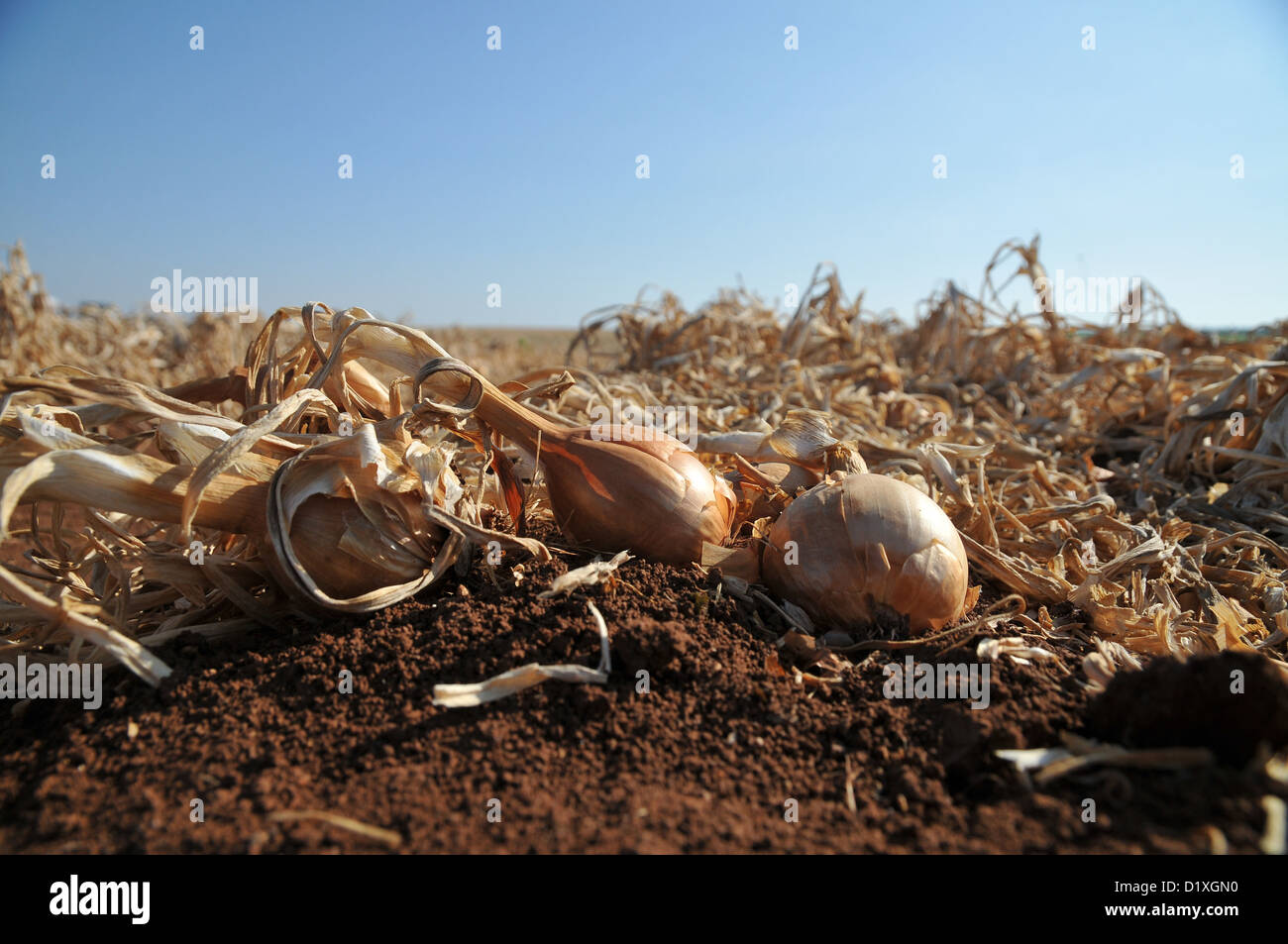 Onion Field at harvest. Photographed in Israel, Golan Heights Stock Photo Alamy
