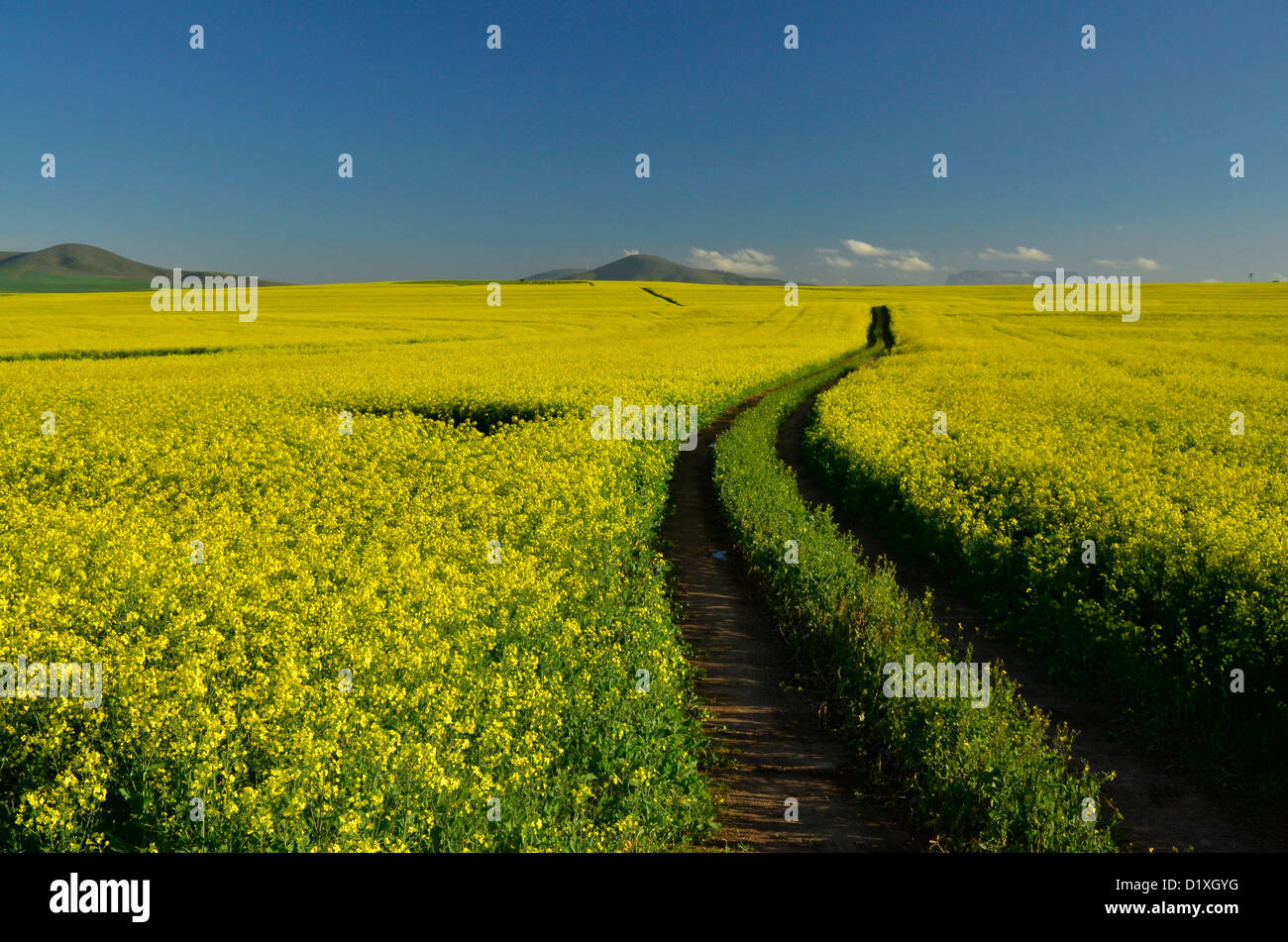 Yellow canola field with path leading into distance where Table Mountain lies on horizon. Cape Town, South Africa Stock Photo