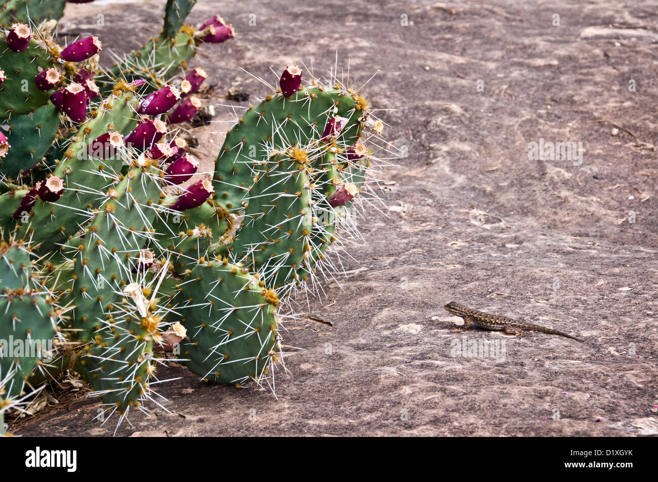 A prickly pear cactus tree and a small lizzard - Utah, USA Stock Photo
