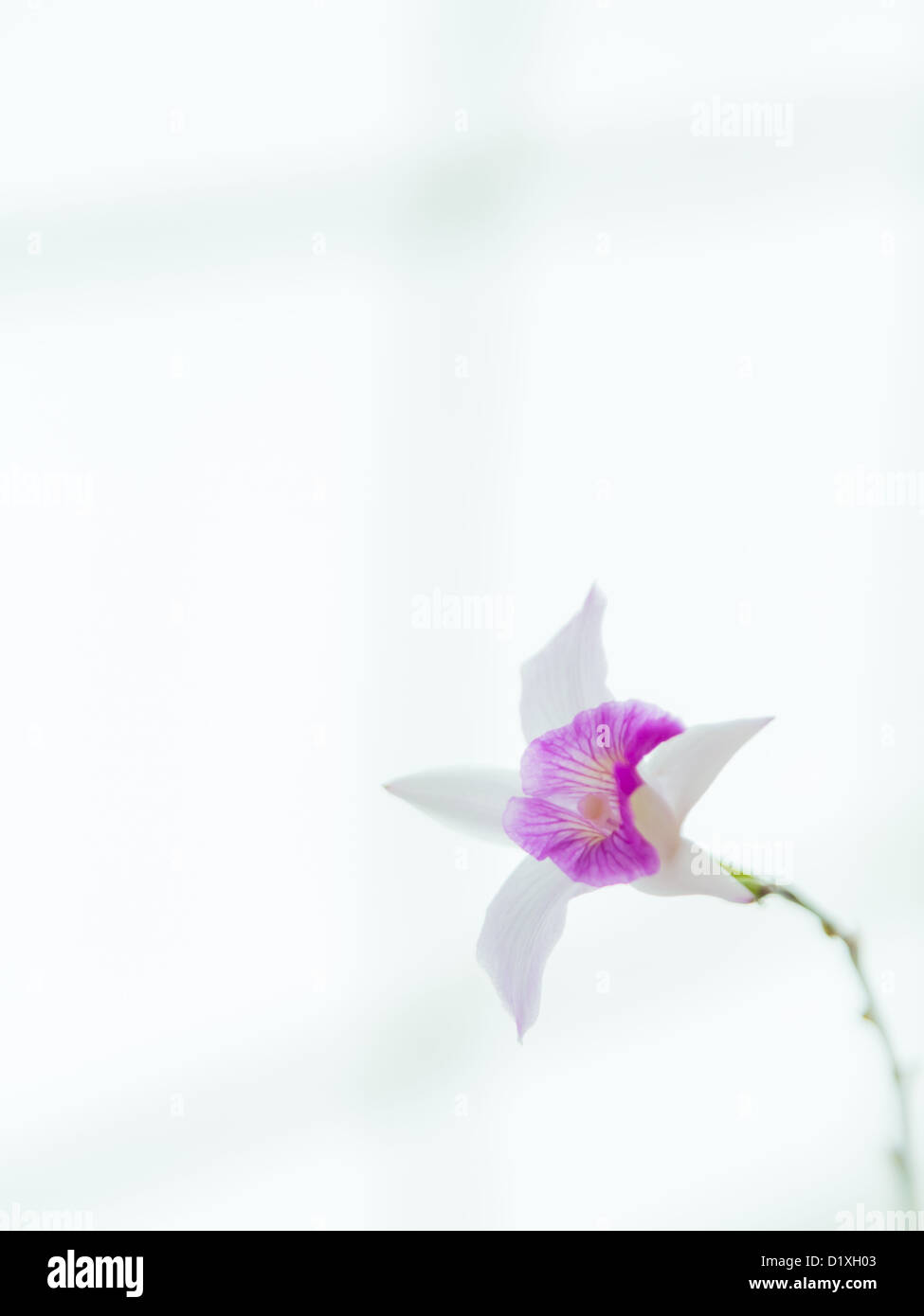 white violet vanda orchid on white background softly focus Stock Photo