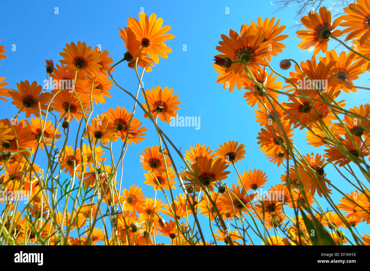 Clump of golden daisies viewed from underneath against blue sky. Namaqualand, South Africa Stock Photo