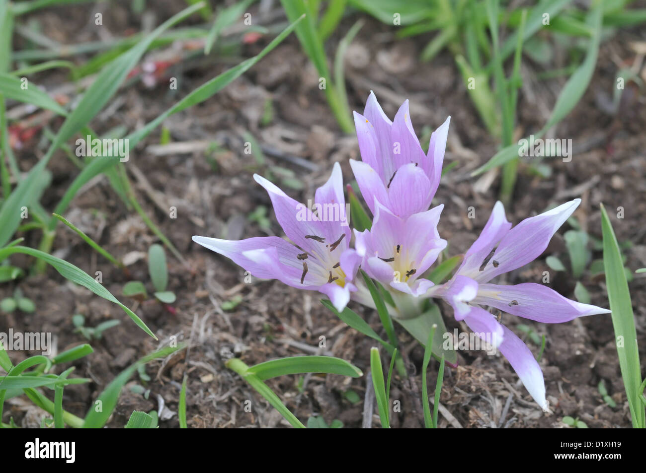 Autumn Saffron (Colchicum brachyphyllum) Stock Photo