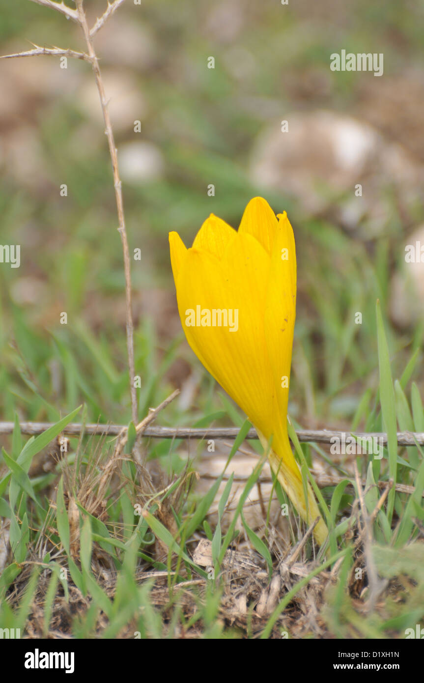 Yellow Fall Daffodil (Sternbergia clusiana). Stock Photo