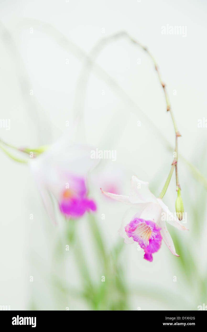 white violet vanda orchid on white background softly focus Stock Photo