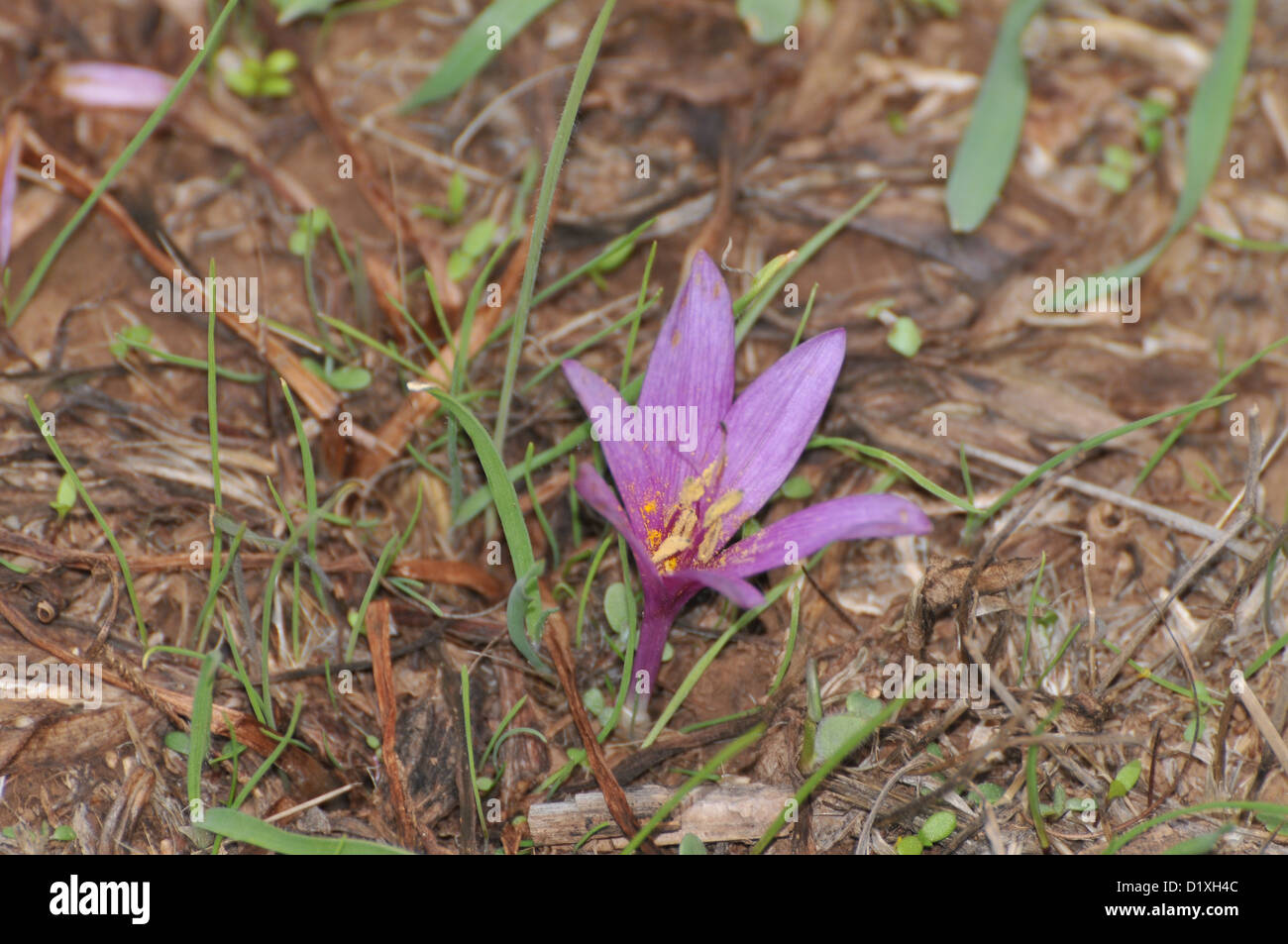 Autumn Crocus (Crocus cancellatus) Preparations from the roots and seeds of this plant are used to treat gout and rheumatism. Stock Photo
