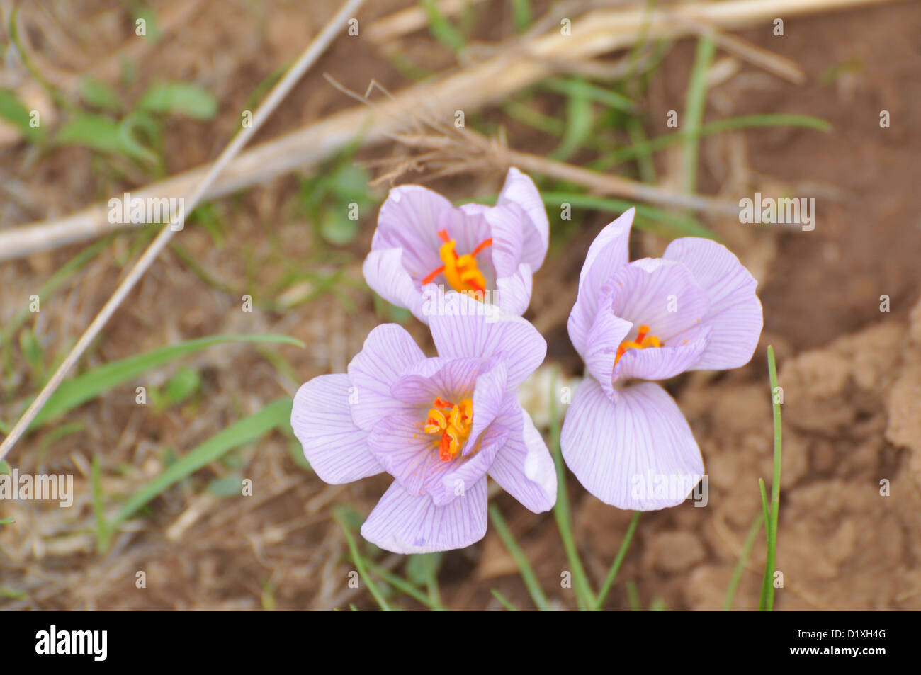 Autumn Saffron (Crocus cancellatus) Preparations from the roots and seeds of this plant are used to treat gout and rheumatism. Stock Photo