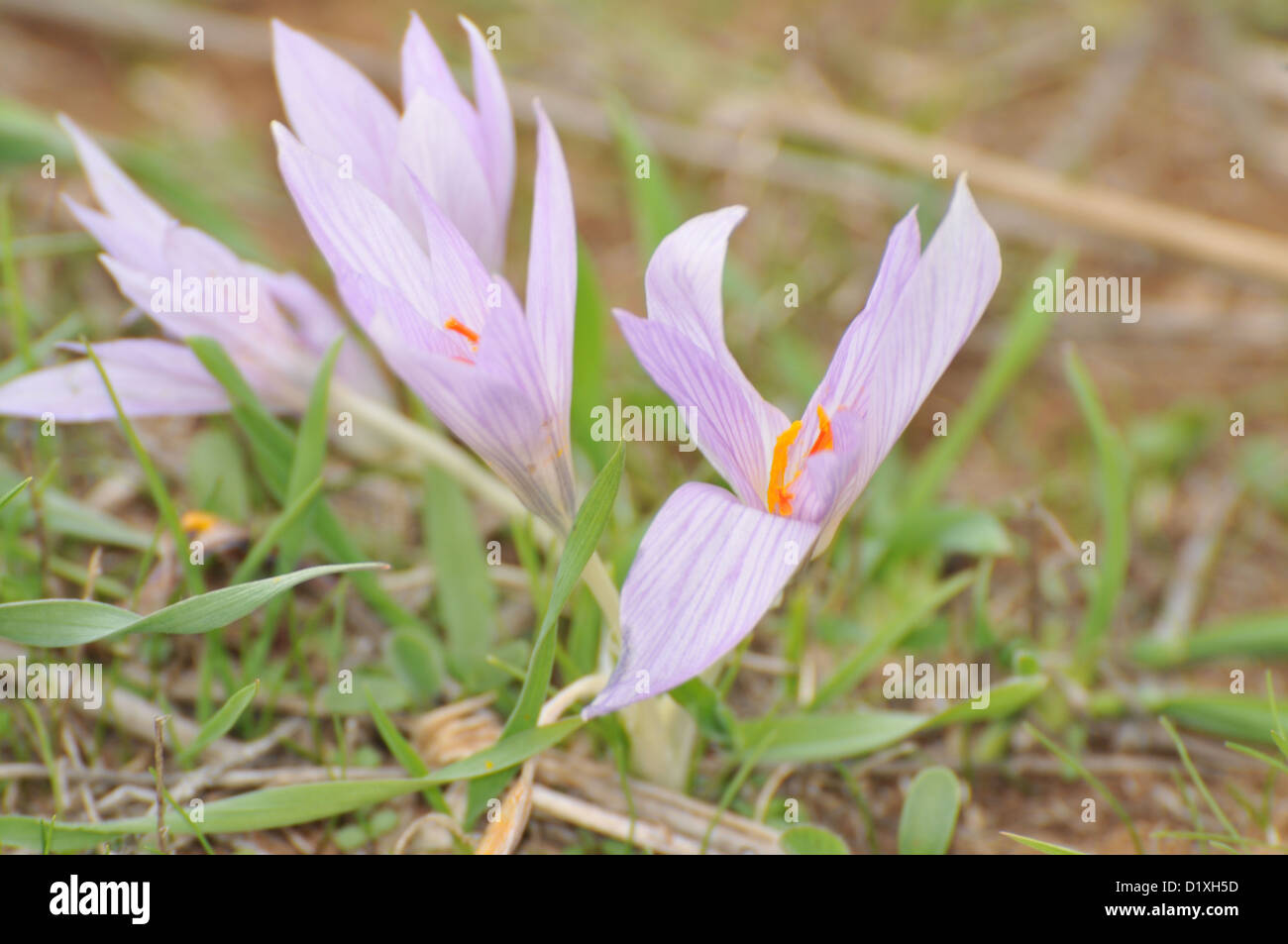 Autumn Saffron (Colchicum brachyphyllum) Stock Photo