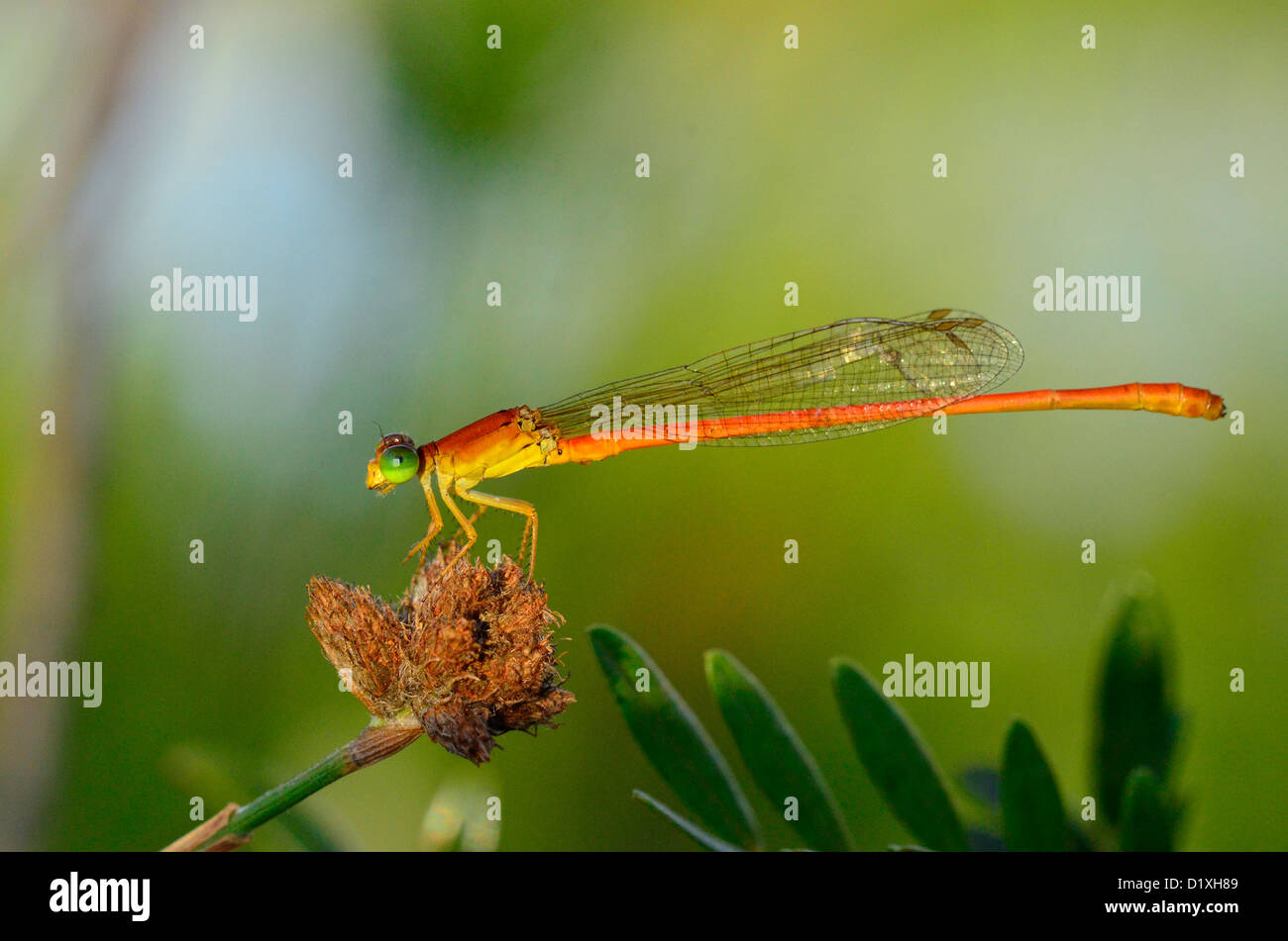 Damselfly on twig, Western Cape, South Africa Stock Photo