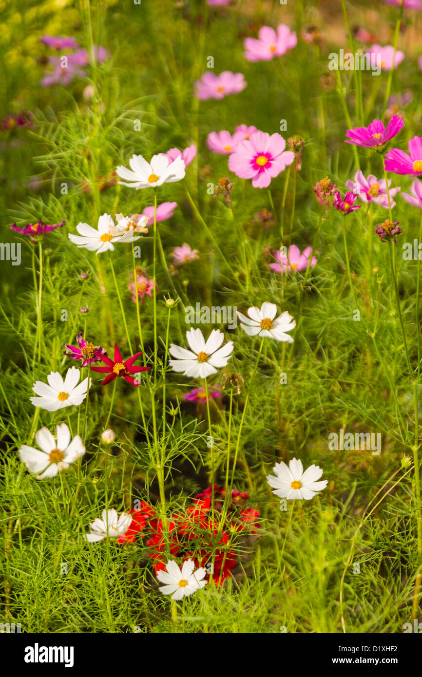 Flower cosmos white closeup hi-res stock photography and images - Alamy
