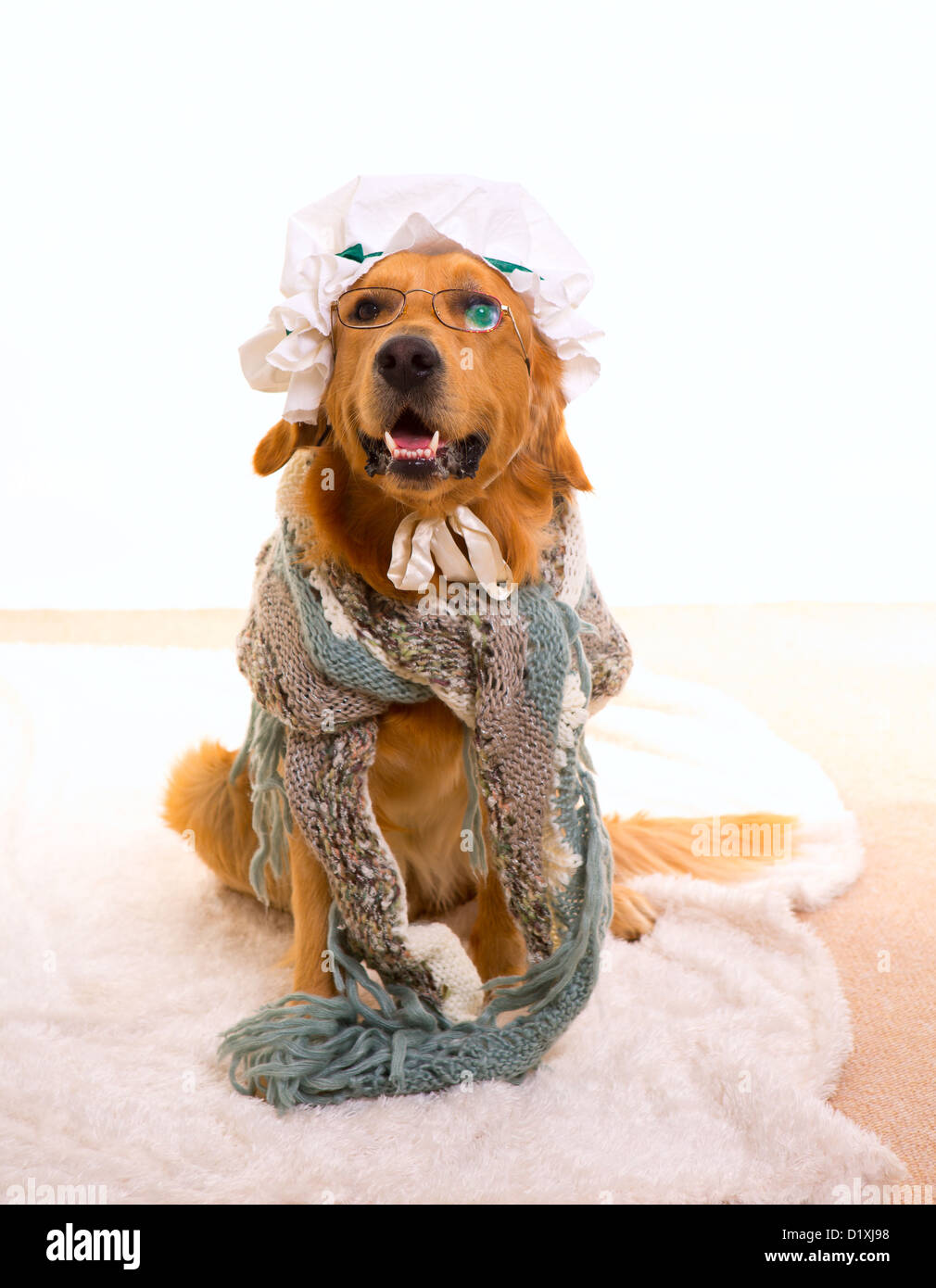 Wolf dog dressed as grandma golden retriever as Baby Little Red Riding Hood  tale Stock Photo - Alamy