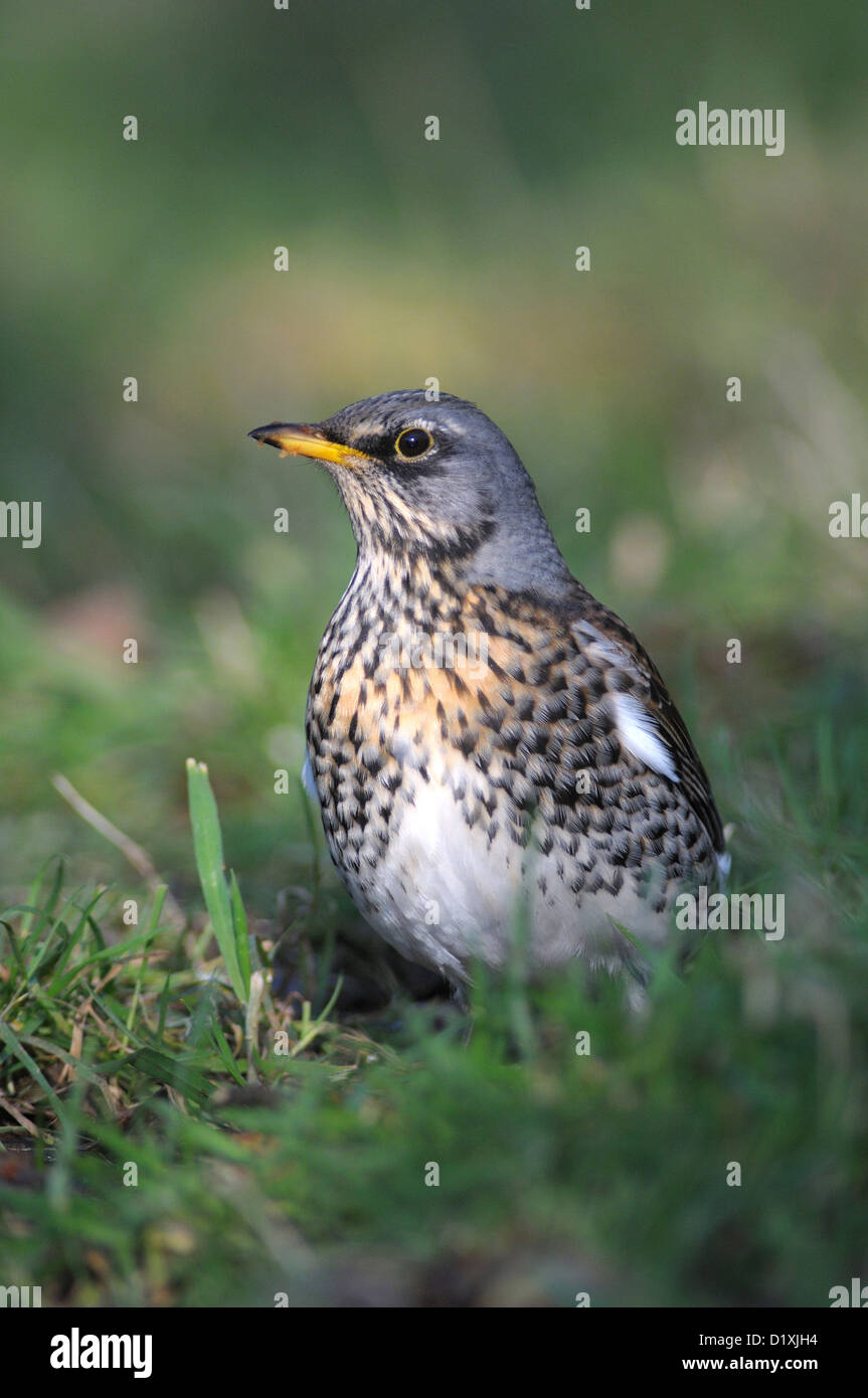 Fieldfare in winter Stock Photo - Alamy