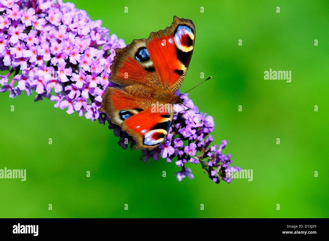 Peacock butterfly on buddleia flowers. Stock Photo