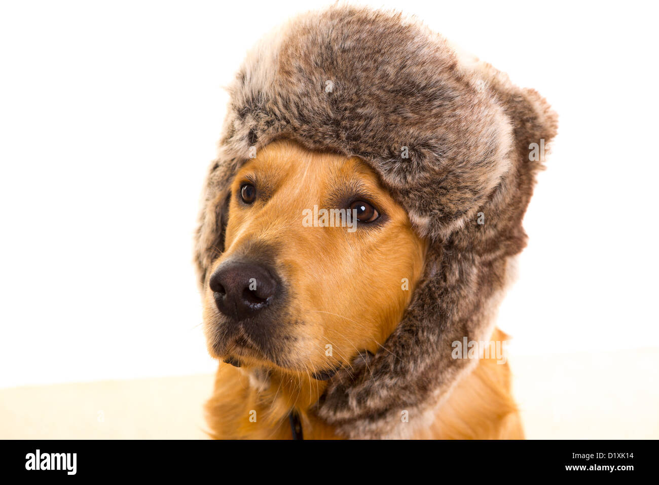 dog winter fur