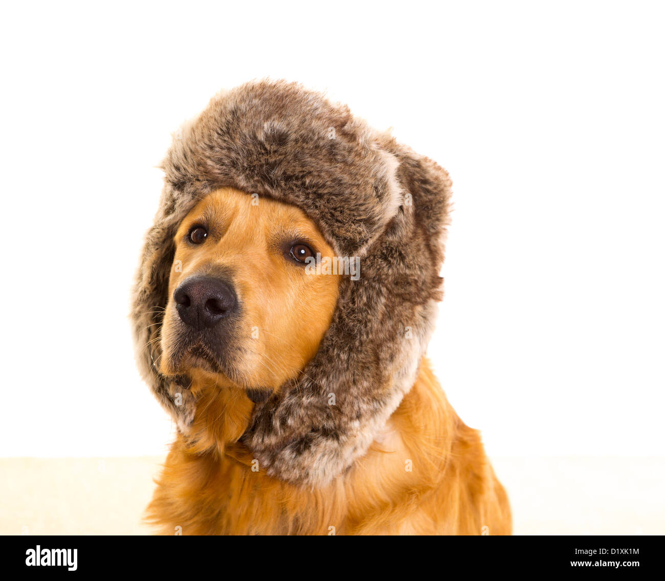 Goden retriever dog with funny winter fur cap portrait Stock Photo