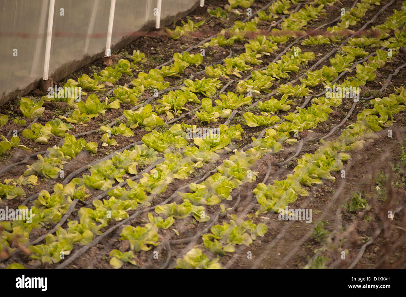 Greenhouse lettuce hi-res stock photography and images - Alamy