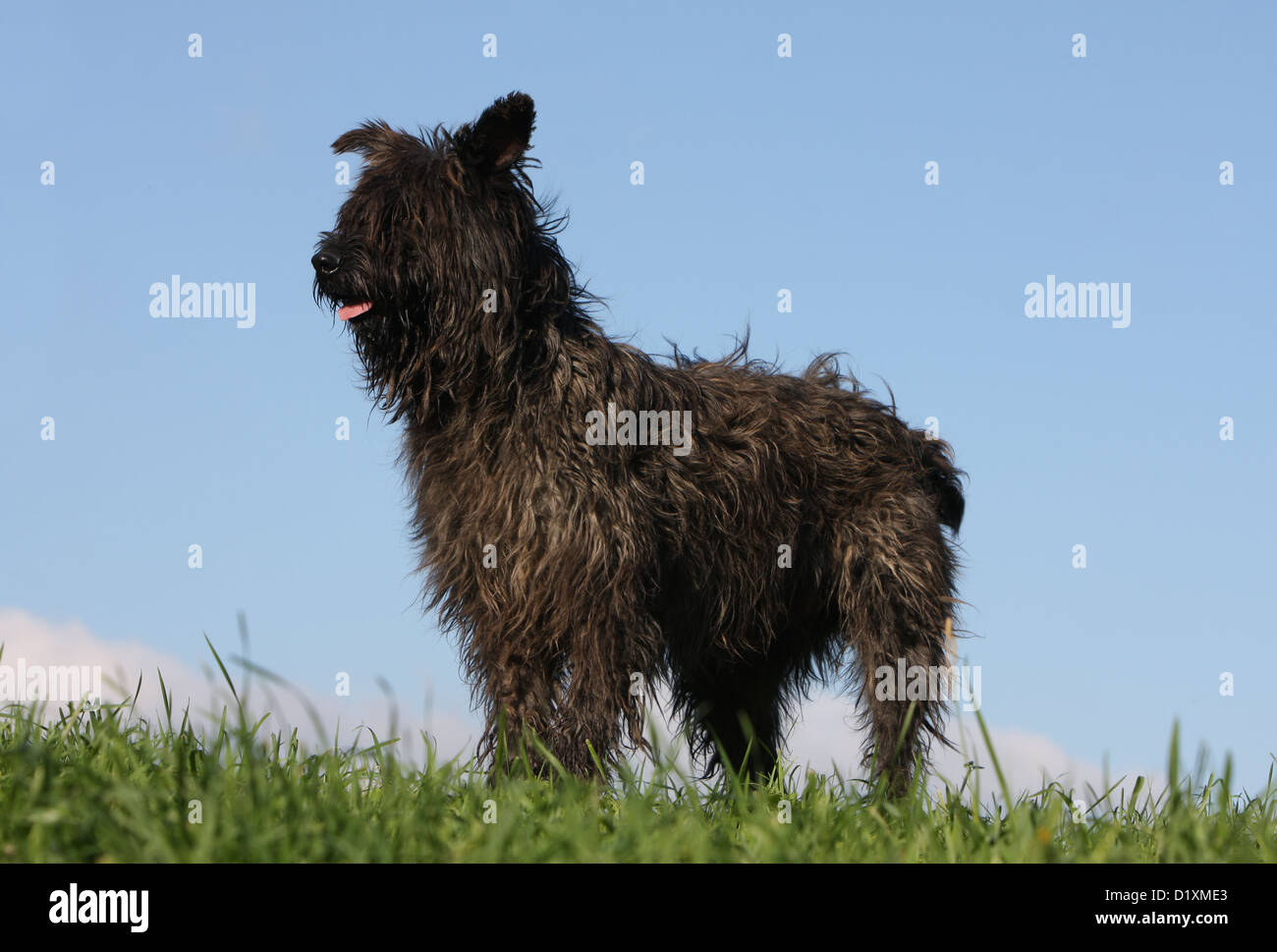 Dog Bouvier des Ardennes - Ardennes Cattle Dog adult dark gray standard profile Stock Photo