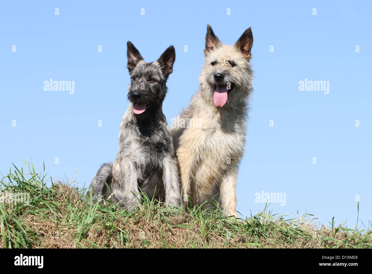 Dog Bouvier des Ardennes - Ardennes Cattle Dog adult and puppy sitting different colors Stock Photo