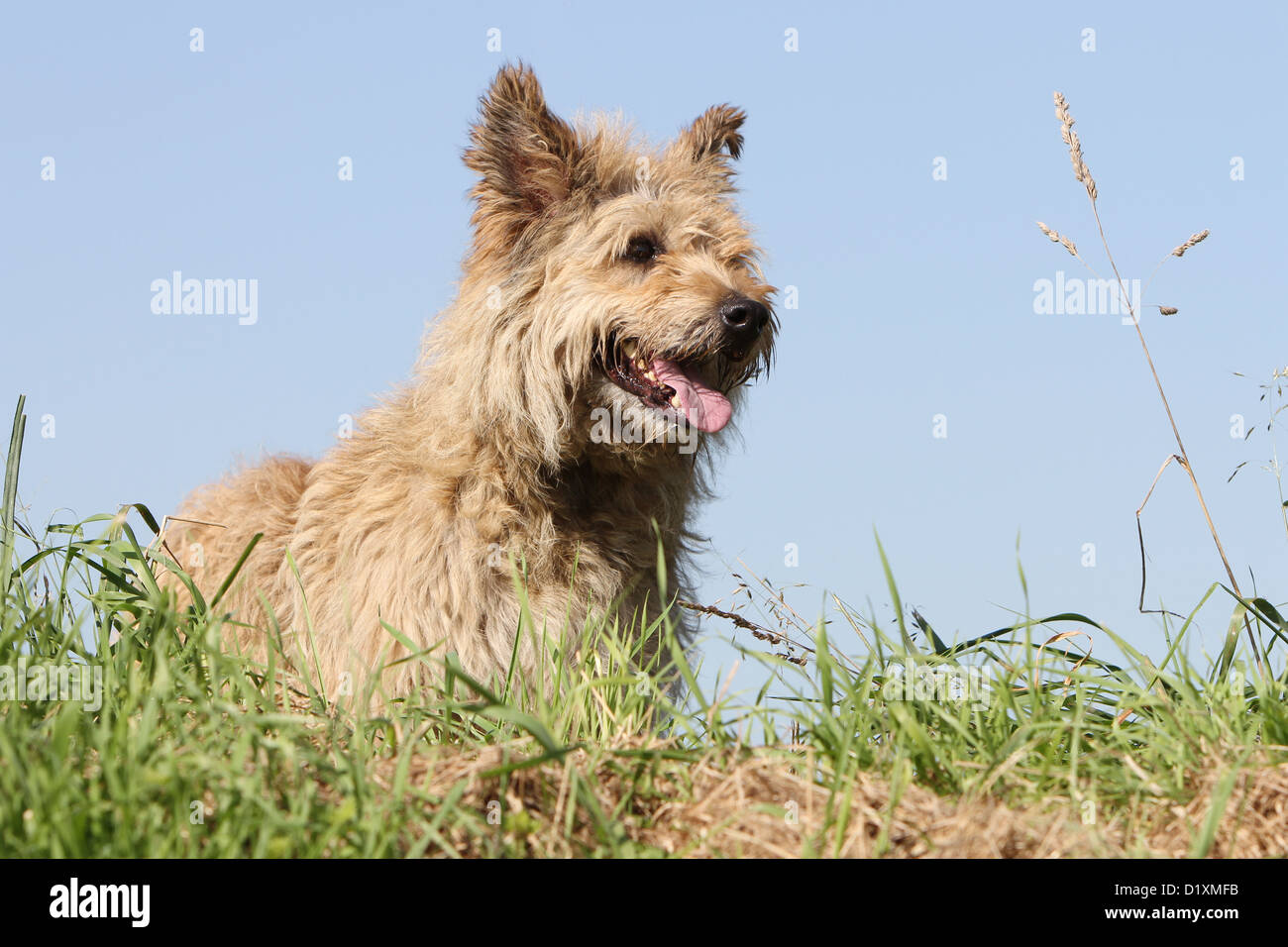 Dog Bouvier des Ardennes - Ardennes Cattle Dog adult straw colored lying down Stock Photo