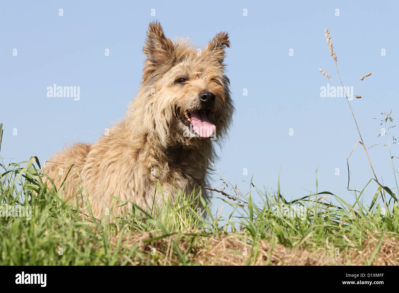 Dog Bouvier des Ardennes - Ardennes Cattle Dog adult straw colored portrait profile Stock Photo