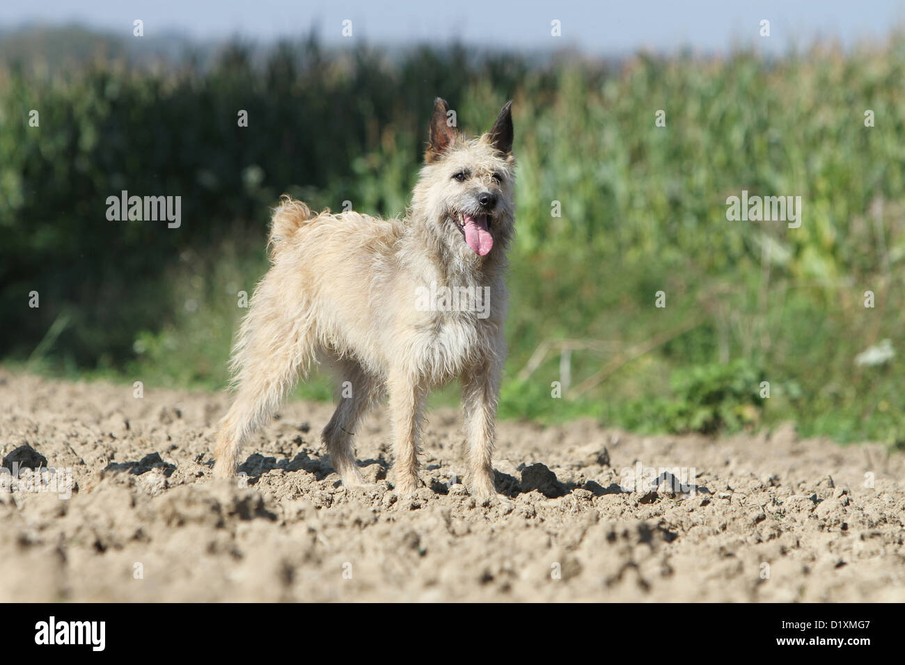 Dog Bouvier des Ardennes - Ardennes Cattle Dog adult straw colored standing in a field Stock Photo