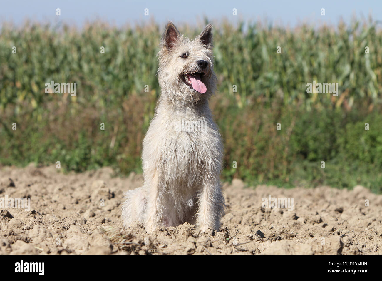 Dog Bouvier des Ardennes - Ardennes Cattle Dog adult straw colored sitting Stock Photo